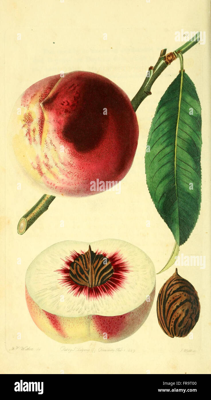 Pomology Examples The Pomological Magazine provides detailed descriptions and ...