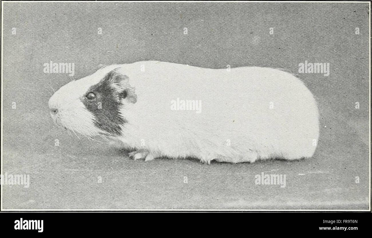 The effects of inbreeding and crossbreeding on guinea pigs I. decline