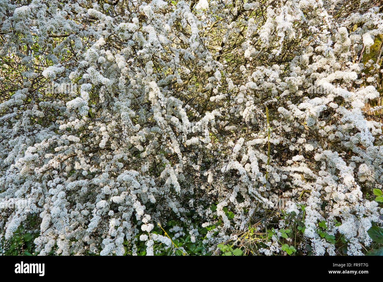 Hawthorn tree flowers. Stock Photo