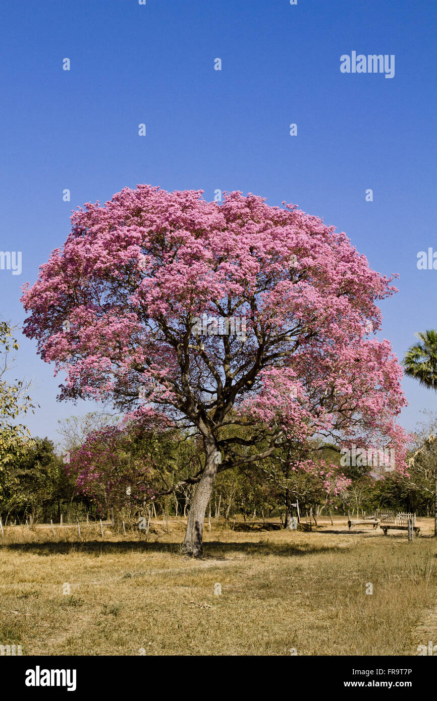 Tree-ipe purple flowering in the Pantanal - Tabebuia sp Stock Photo - Alamy