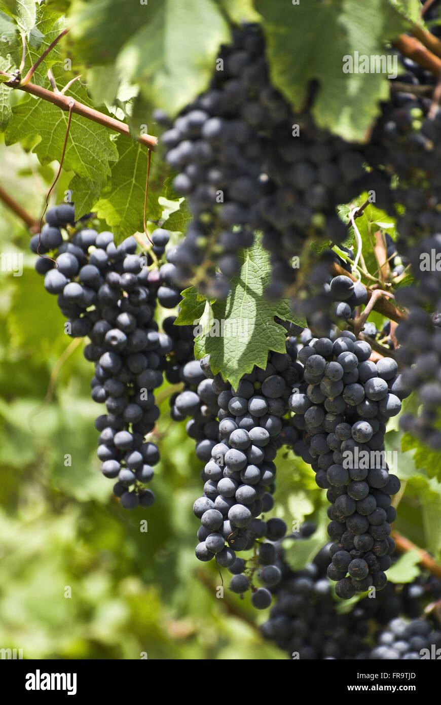 Detail of bunches of Cabernet Sauvignon Stock Photo