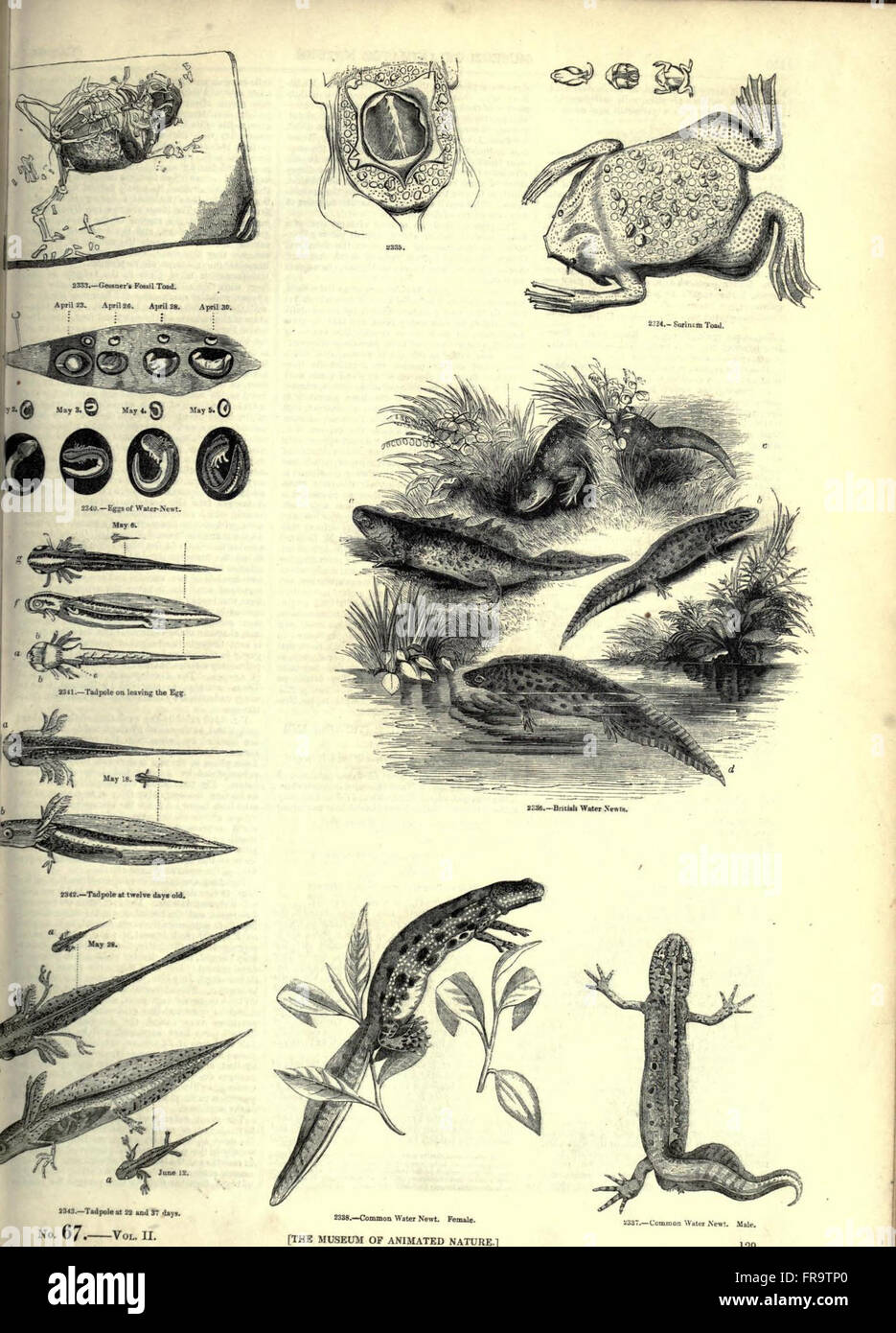 A visual guide to various forms of animated nature, showcasing detailed ...