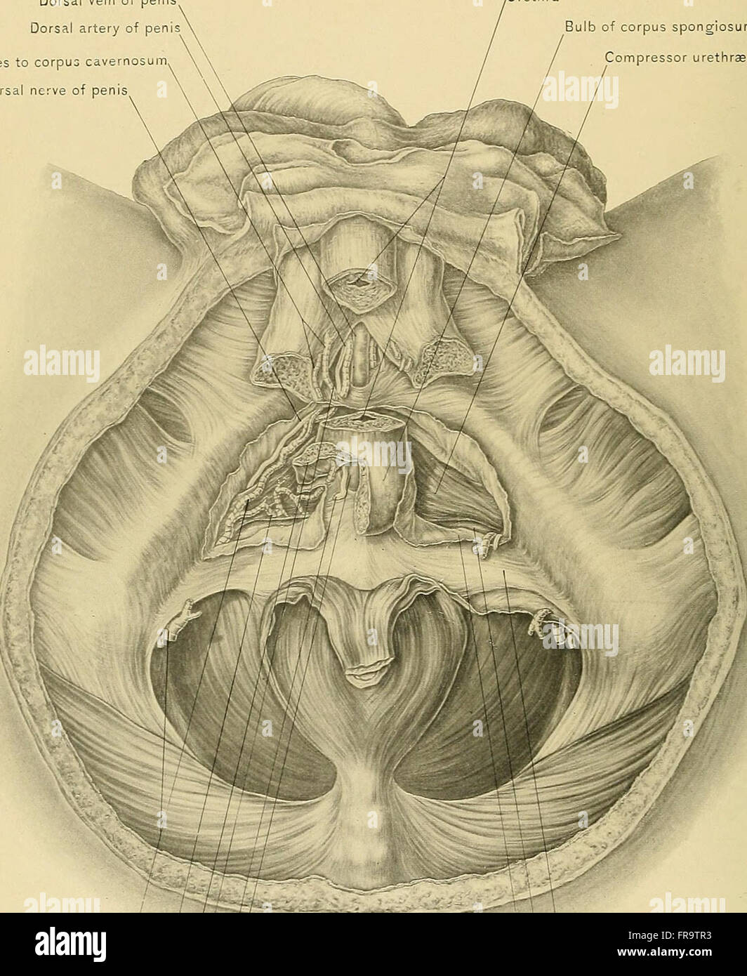 Surgical anatomy - a treatise on human anatomy in its application to ...