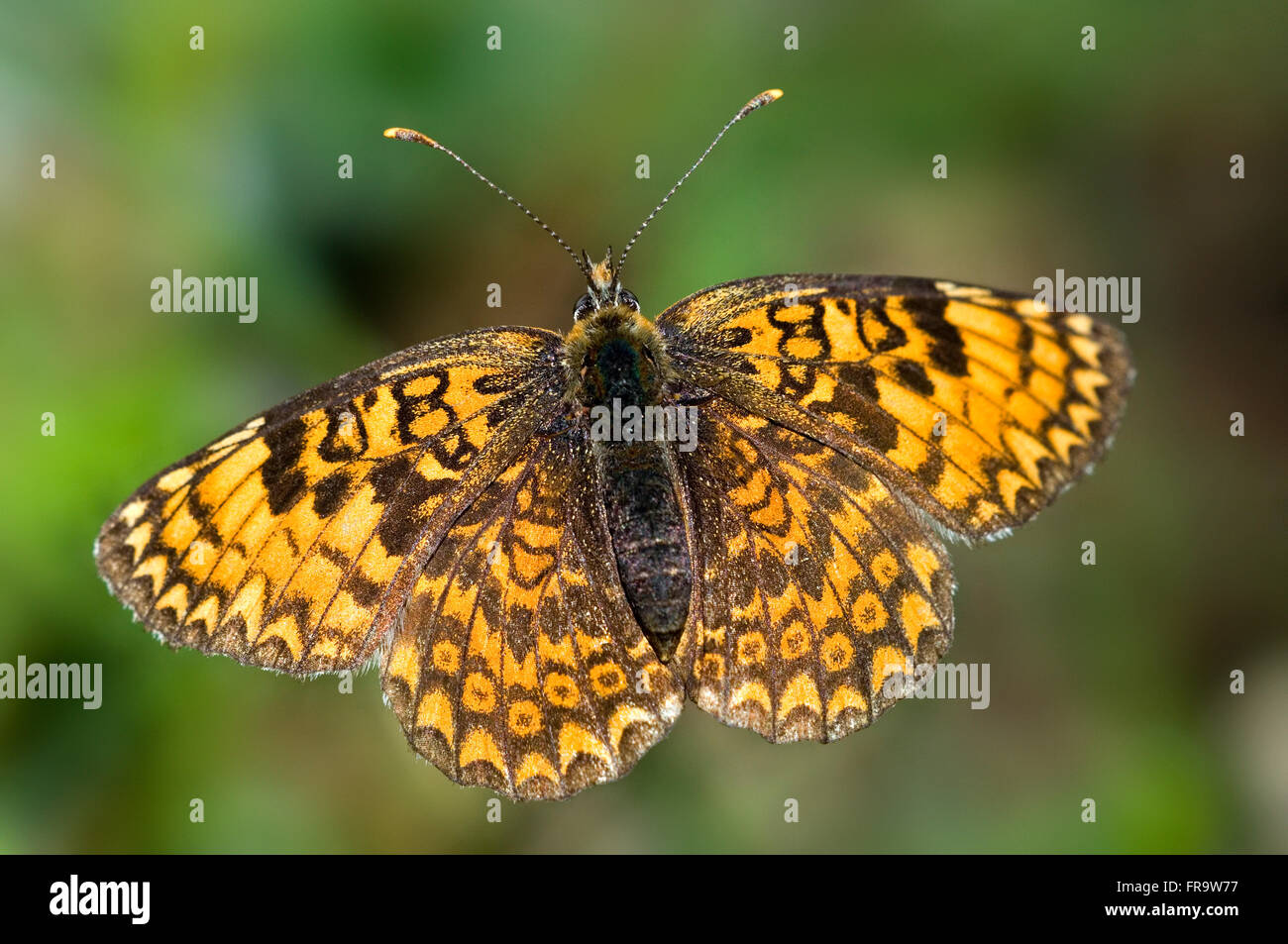 Glanville fritillary (Melitaea cinxia) butterfly Stock Photo
