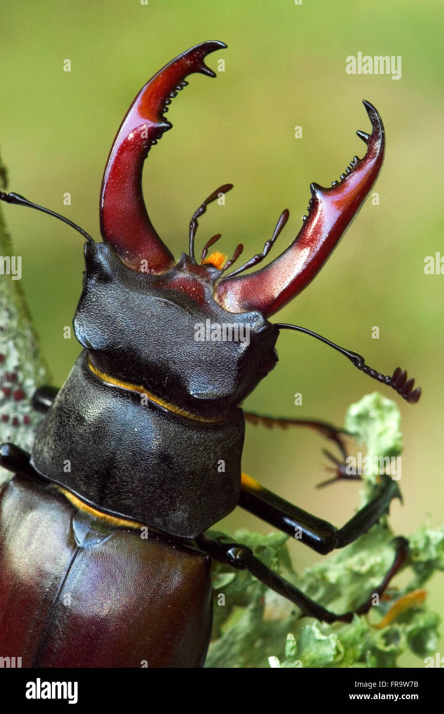 Stag beetle (Lucanus cervus) close up portrait of male showing enlarged mandibles Stock Photo