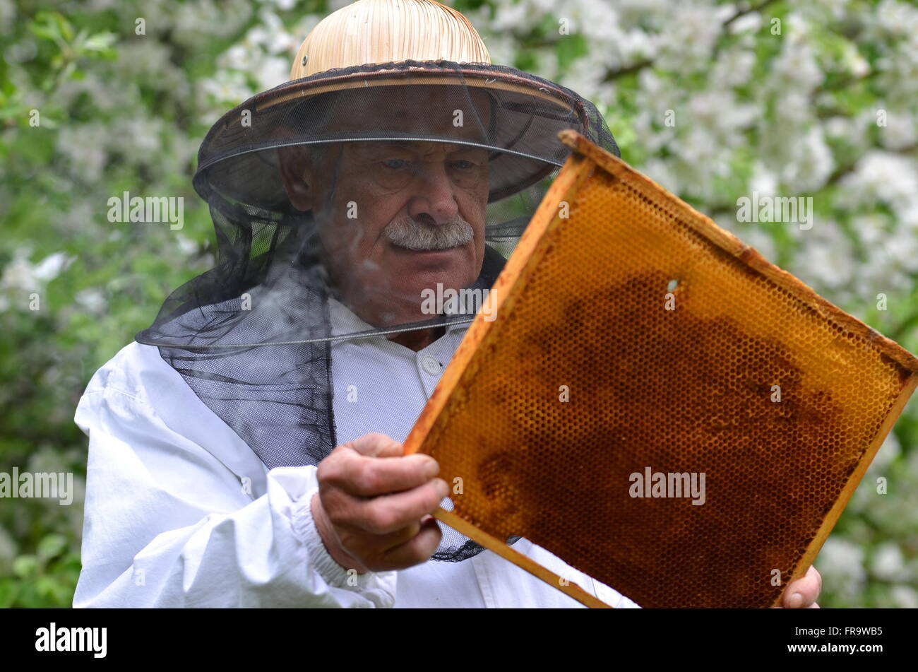 senior beekeeper making inspection in apiary in the springtime Stock ...