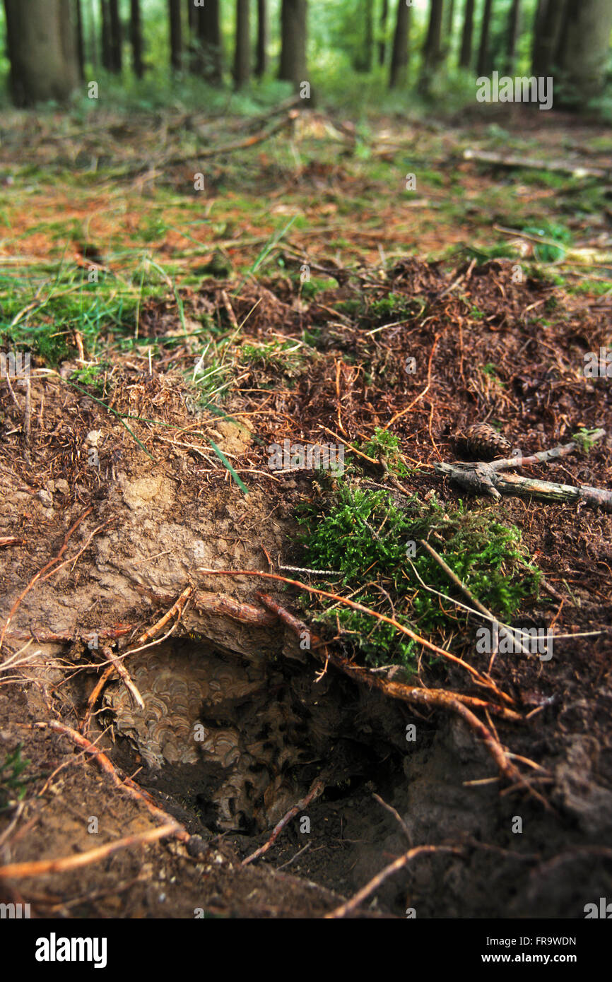 Wasp nests uk hi-res stock photography and images - Alamy