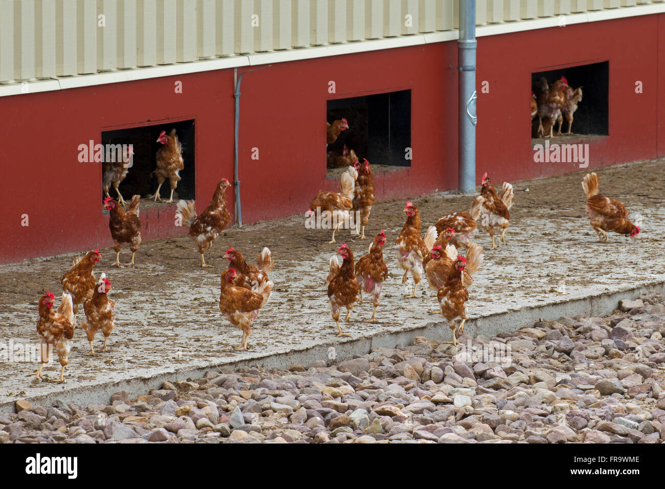 Domestic chickens (Gallus gallus domesticus), commercial free range hens roam freely outdoors Stock Photo