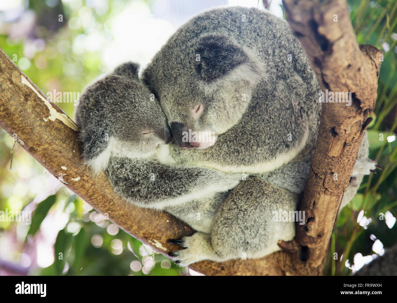 Koala Baby And Mother High Resolution Stock Photography And Images Alamy Koala Baby And Mother High Resolution Stock Photography And Images Alamy