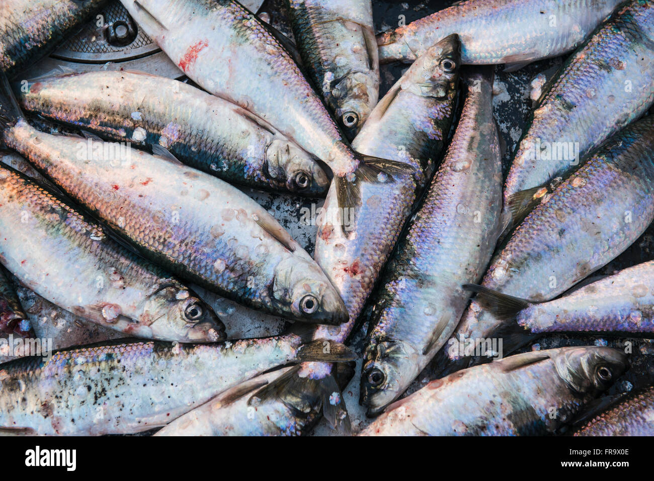 Close up of herring lying on the deck of a drift boat during the Togiak