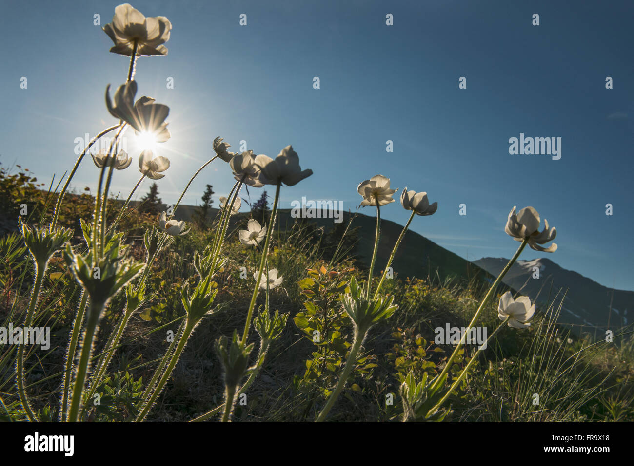 Morning sun shines through a patch of mountain avens on a hill on the south side of Anchorage, Alaska. Stock Photo