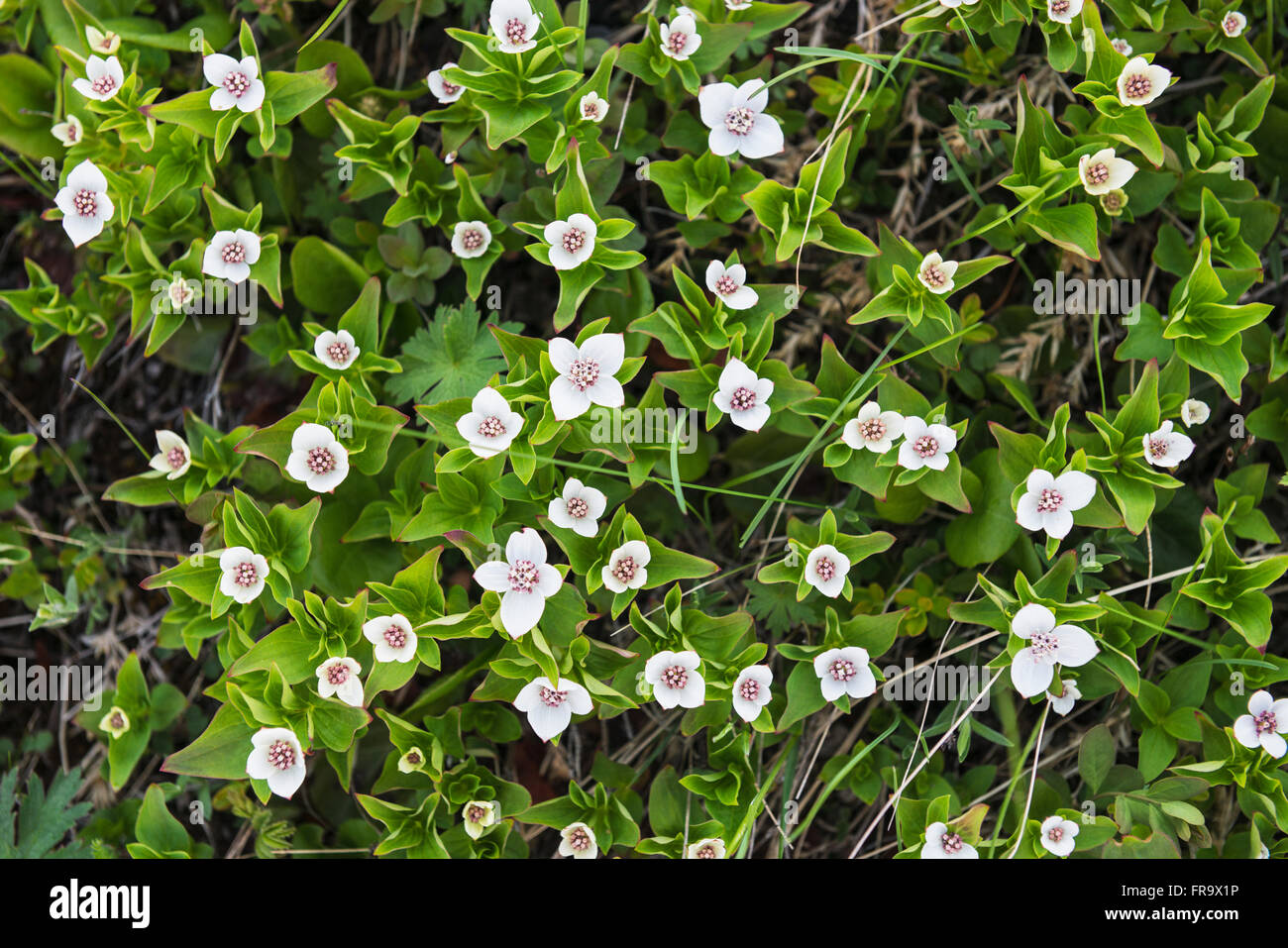 A patch of Dwarf Dogwood on a shaded hillside in Anchorage, Alaska. Stock Photo