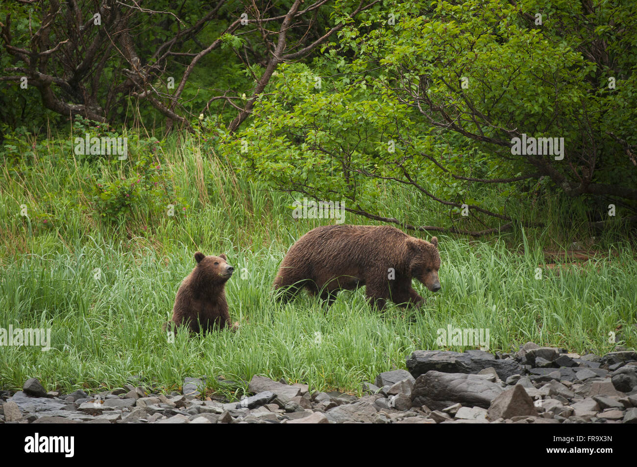 A brown bear sow and one of her cubs graze in tall grasses in Kukak Bay ...