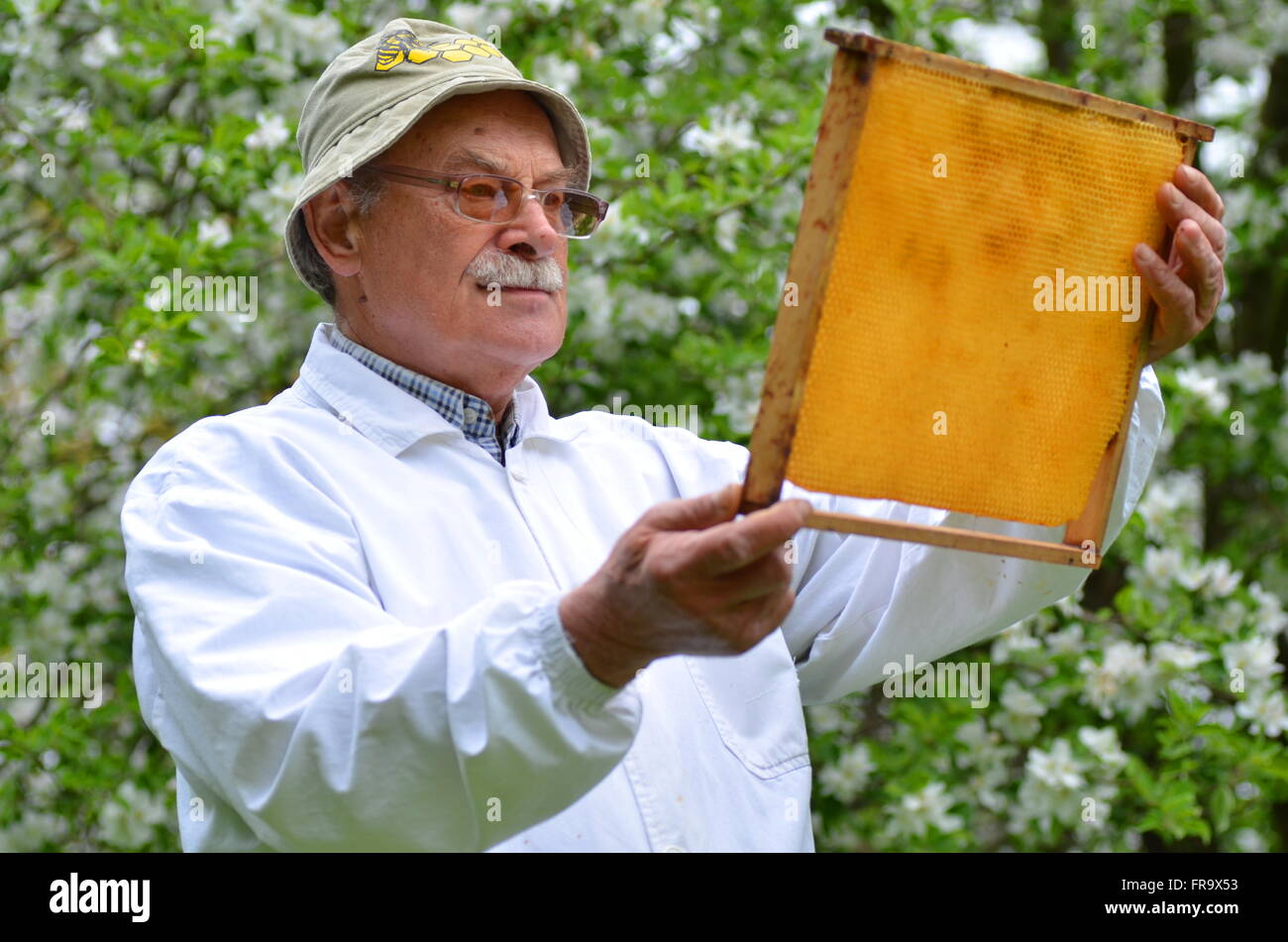 senior beekeeper making inspection in apiary in the springtime Stock ...