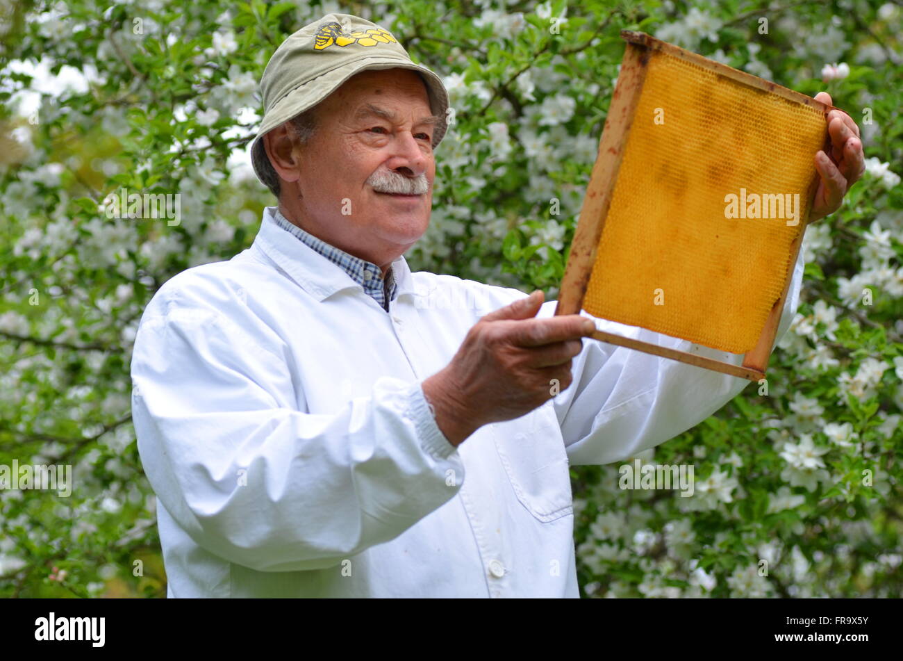 senior beekeeper making inspection in apiary in the springtime Stock ...