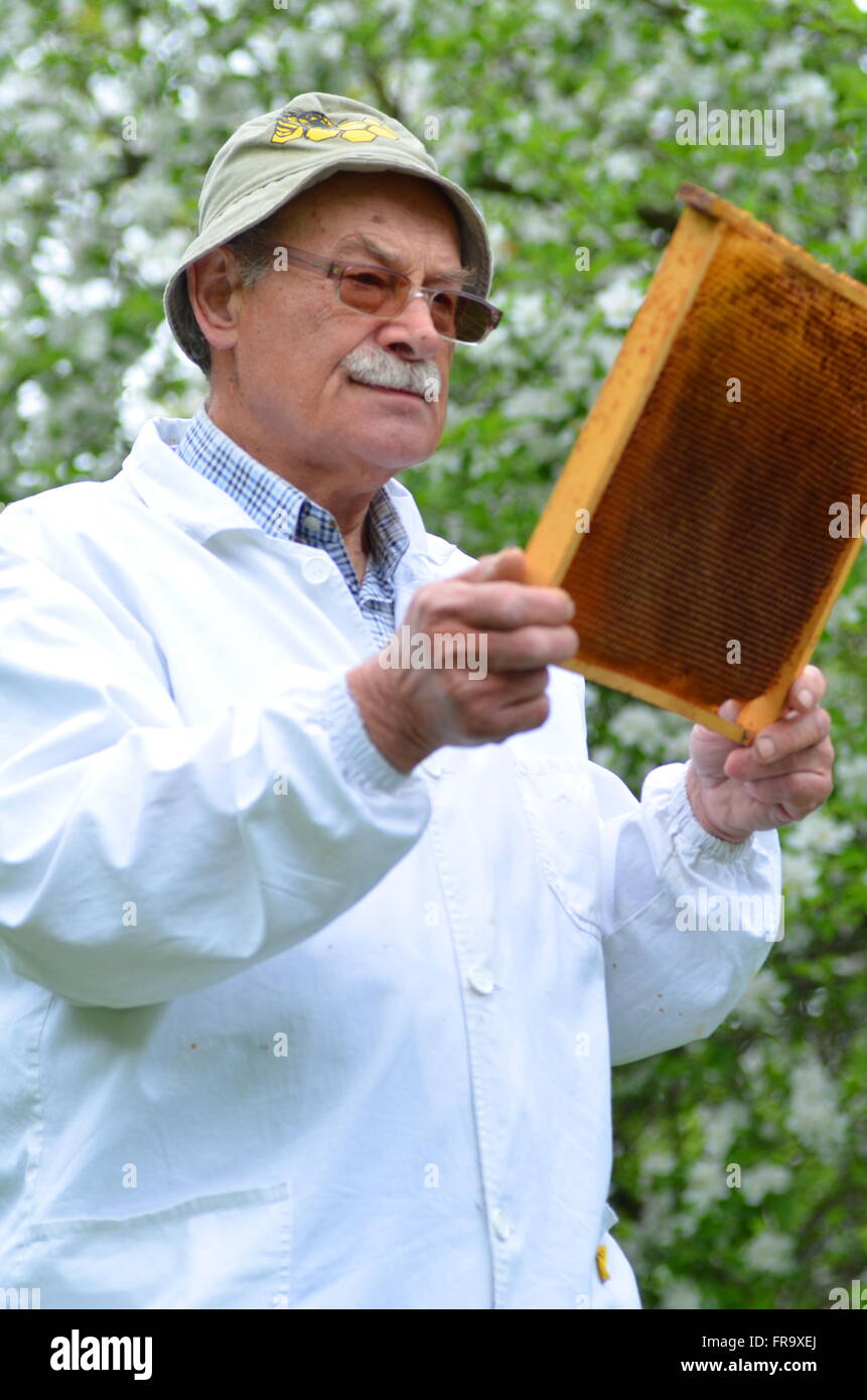 senior beekeeper making inspection in apiary in the springtime Stock ...