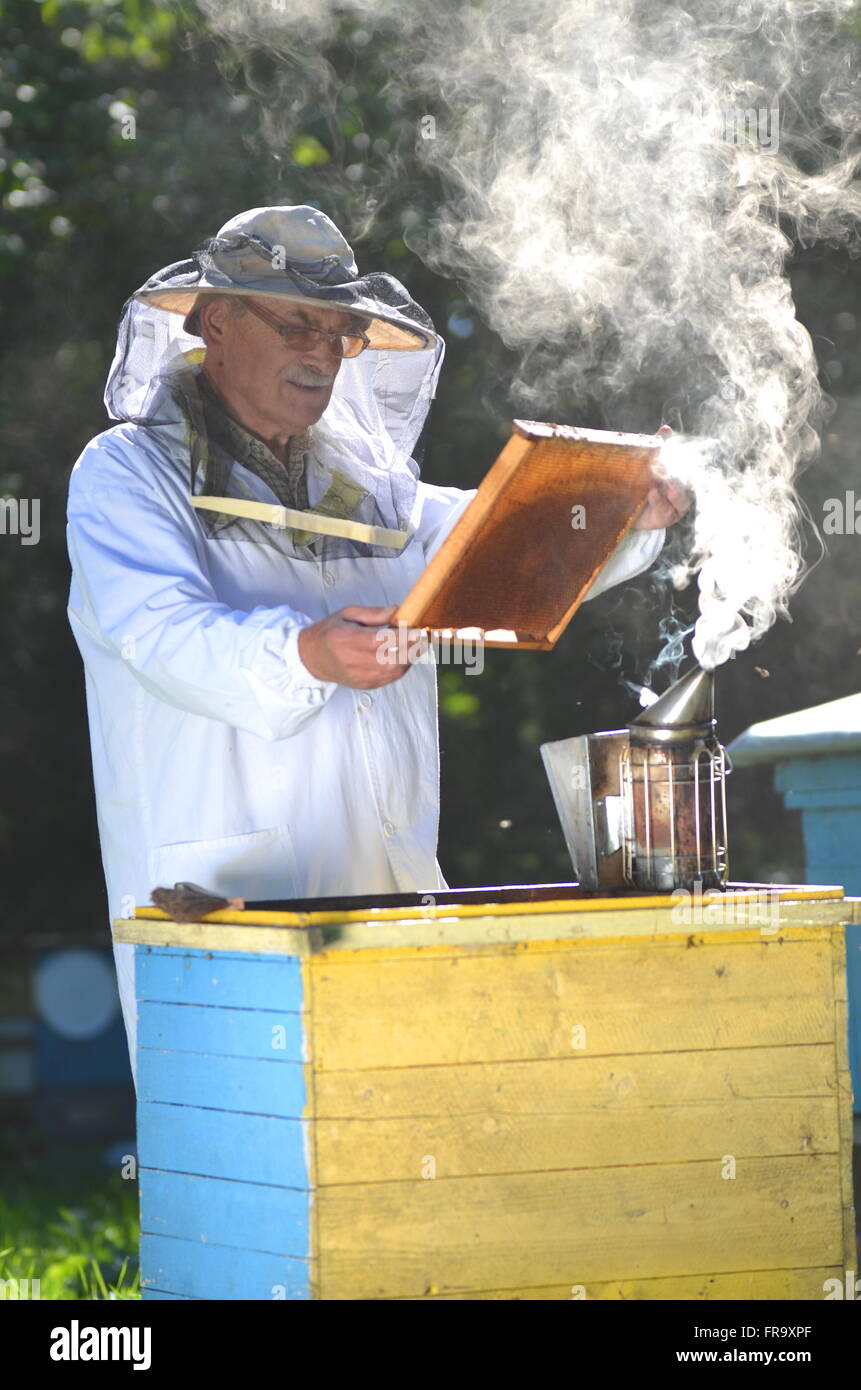 Experienced senior beekeeper making inspection in apiary after summer season Stock Photo