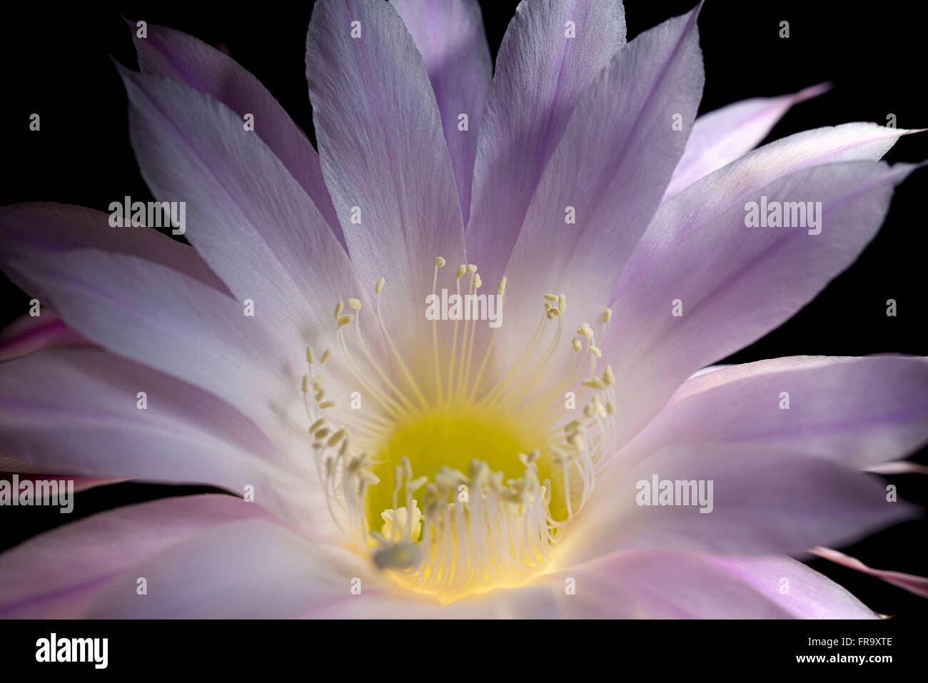 echinopsis eyriesii flower blooming succulent plant Stock Photo