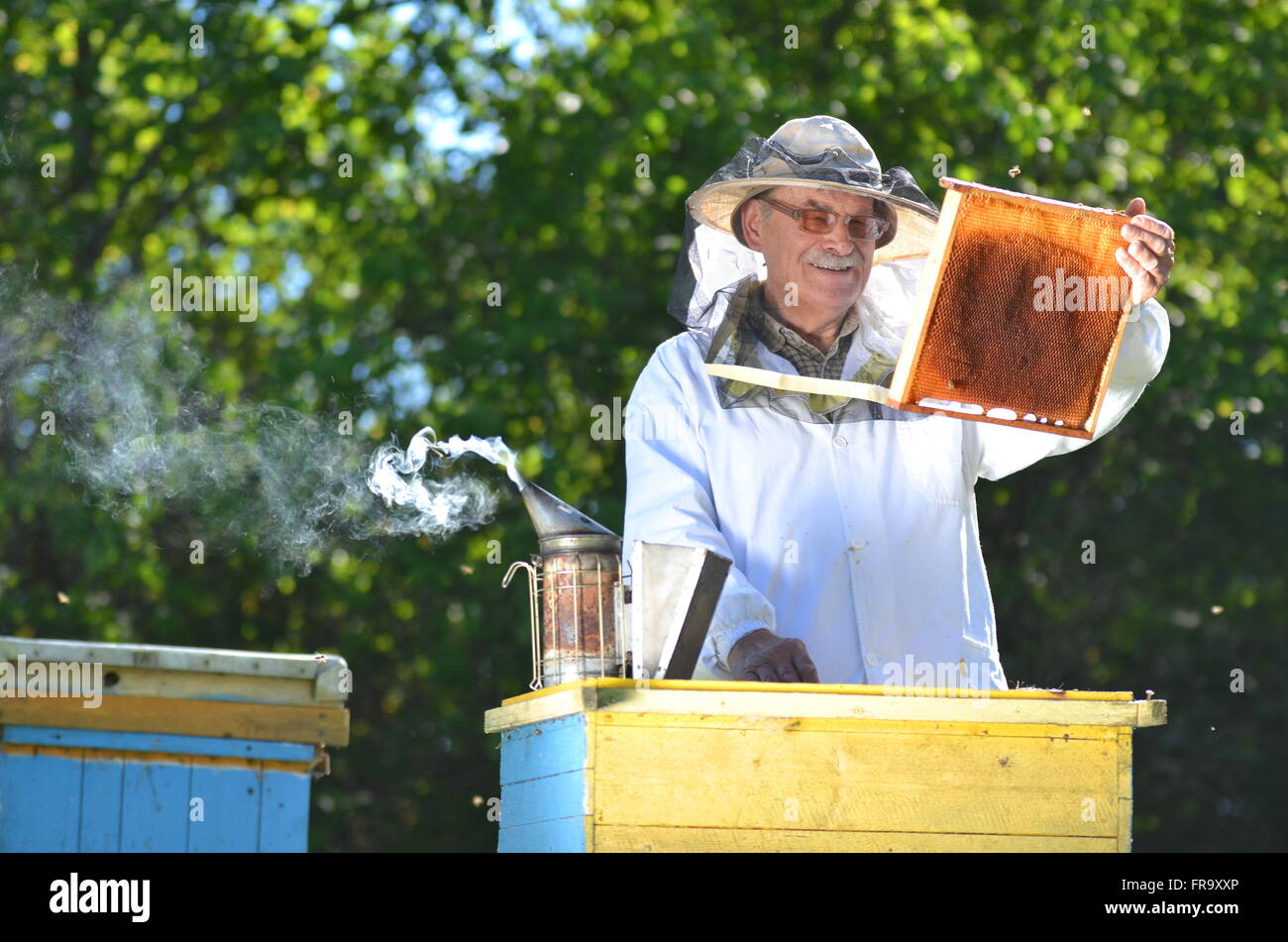 Experienced senior beekeeper making inspection in apiary after summer season Stock Photo