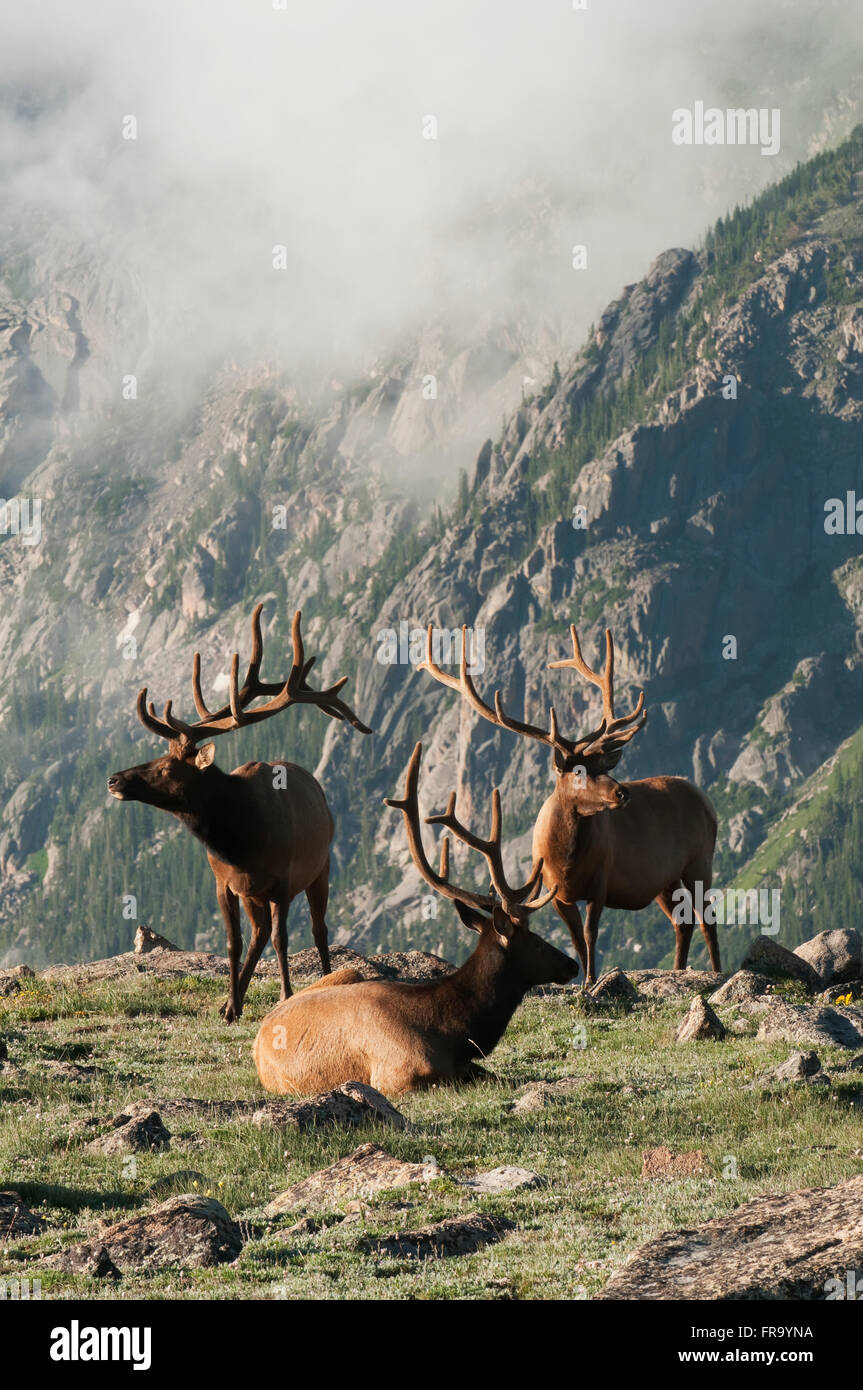A trio of bull elk (Cervus canadensis) on a rocky alpine meadow in ...