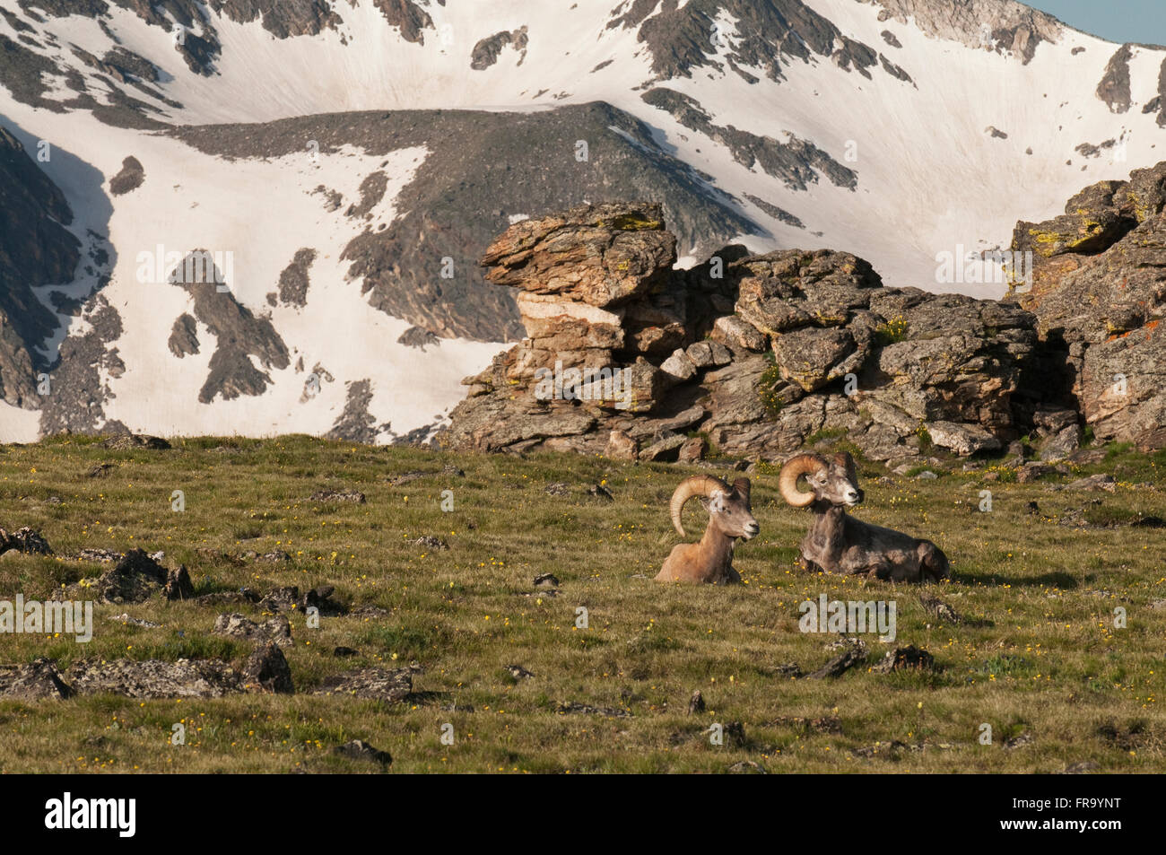 A pair of Rocky Mountain Bighorn Sheep rams (Ovis canadensis) rest in ...