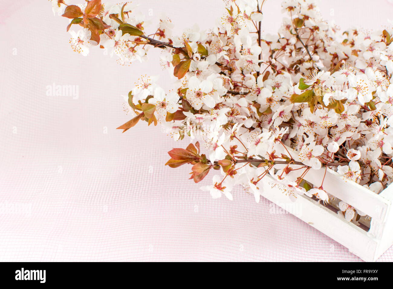 Blooming flowers on tree branches Sprnig time Stock Photo