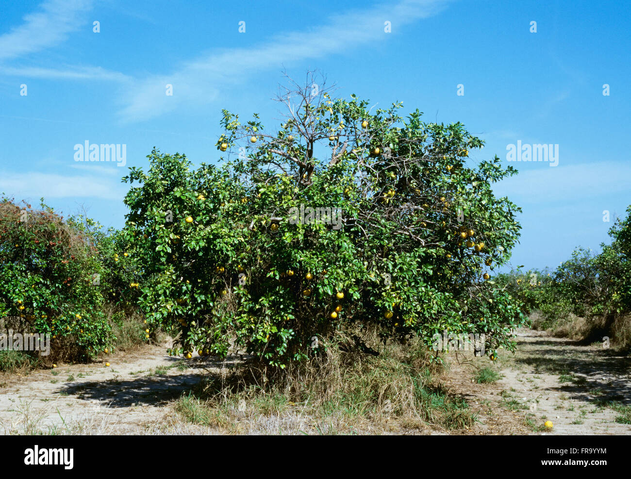 Agriculture - A grapefruit tree dying from burrowing nematode injury / Florida, USA. Stock Photo