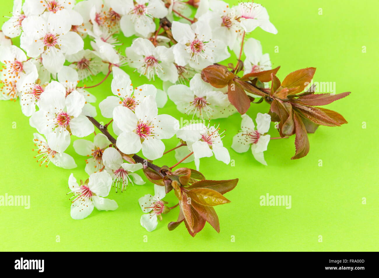 Blooming flowers on tree branches Sprnig time Stock Photo