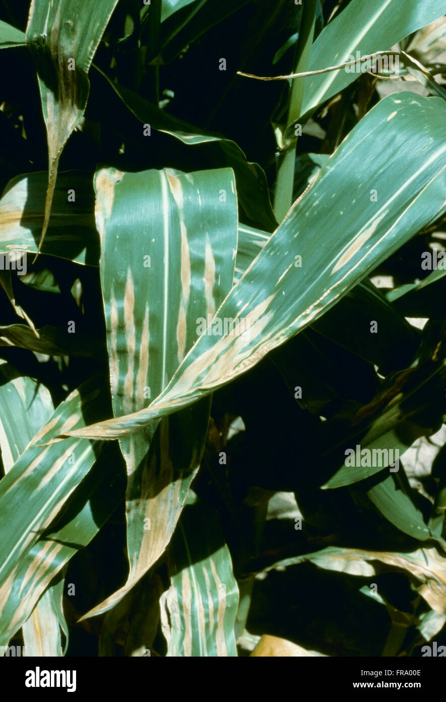 Agriculture - Crop disease, Northern Corn Leaf Blight fungus (Exserohilum turcicum) closeup of lesions on corn leaves / Texas, USA. Stock Photo