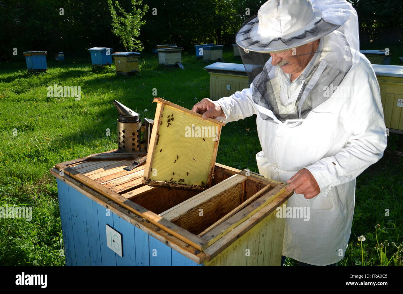 Pollen Feeder Stock Photos Pollen Feeder Stock Images Page 3
