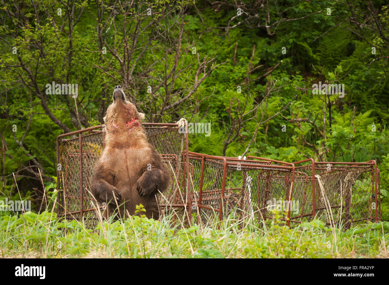A battle-scarred brown bear boar scratches its back on king crab pots stored near the shore in  Kukak Bay, Katmai National Park & Preserve, Alaska. Stock Photo