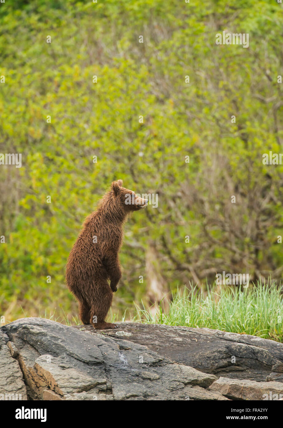 Young brown bear cub stands upright on hind feet looking, Kukak Bay ...