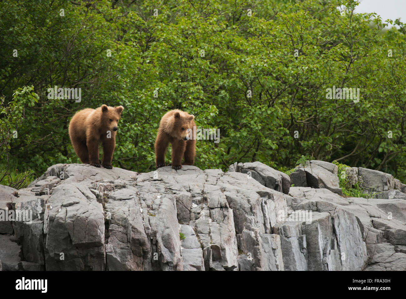 Two yearling brown bear cubs stand atop a rock outcrop in  Kukak Bay, Katmai National Park & Preserve, Alaska. Stock Photo