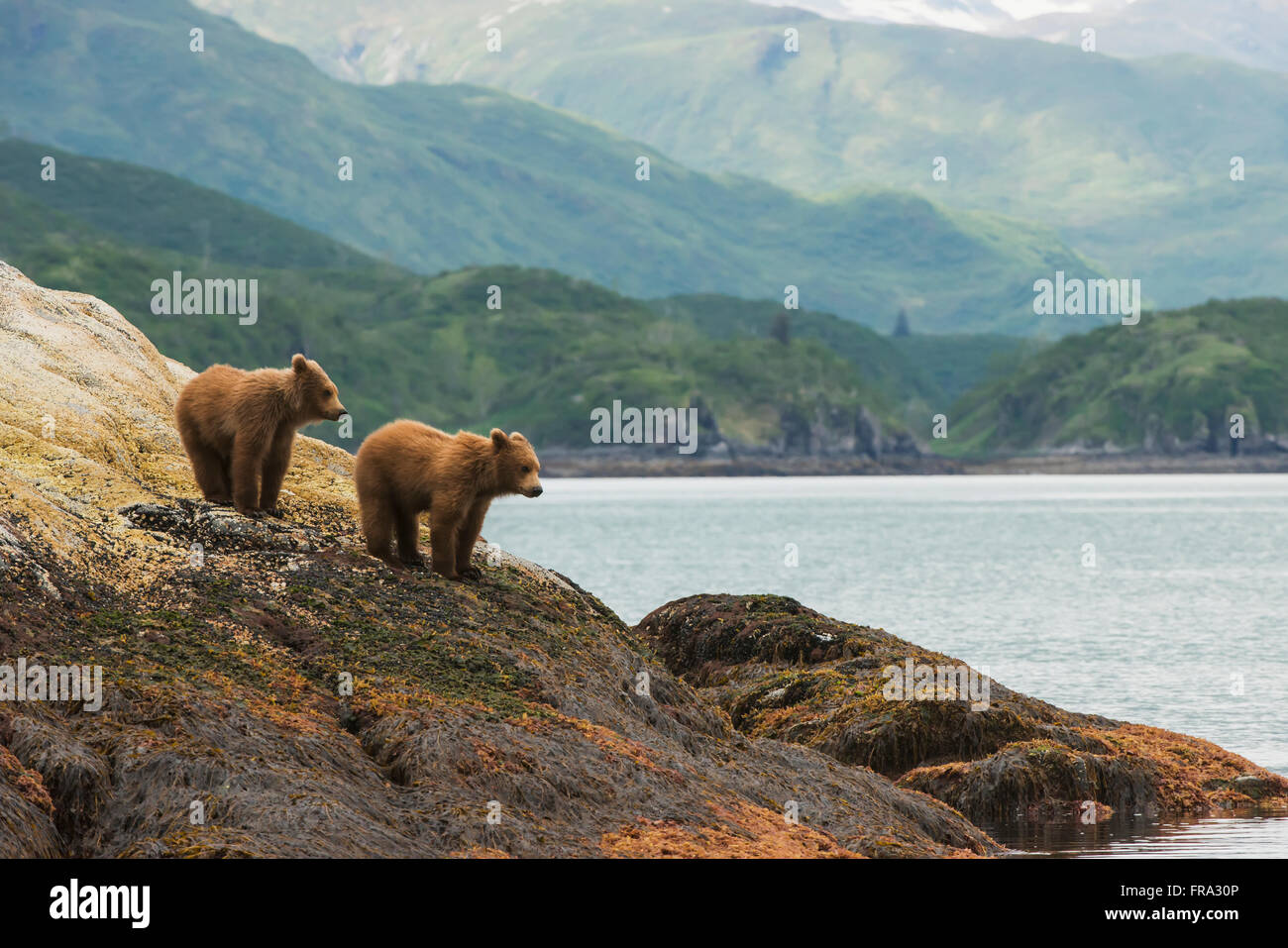 A pair of brown bear cubs watch their mother swim away in Kukak Bay ...