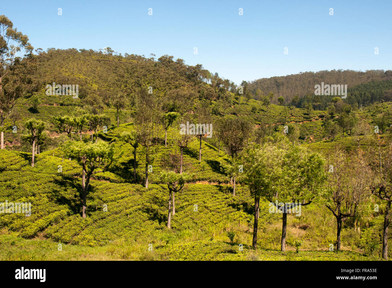 Tea plantations seen from the train between Ella & Nanu Oya, Sri Lanka Stock Photo