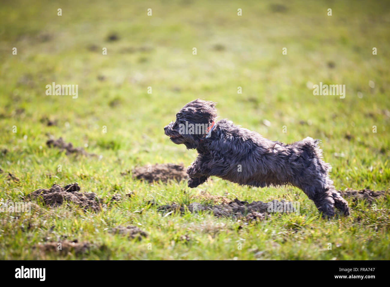 Havanese dog running and jumping across the meadows in spring Stock