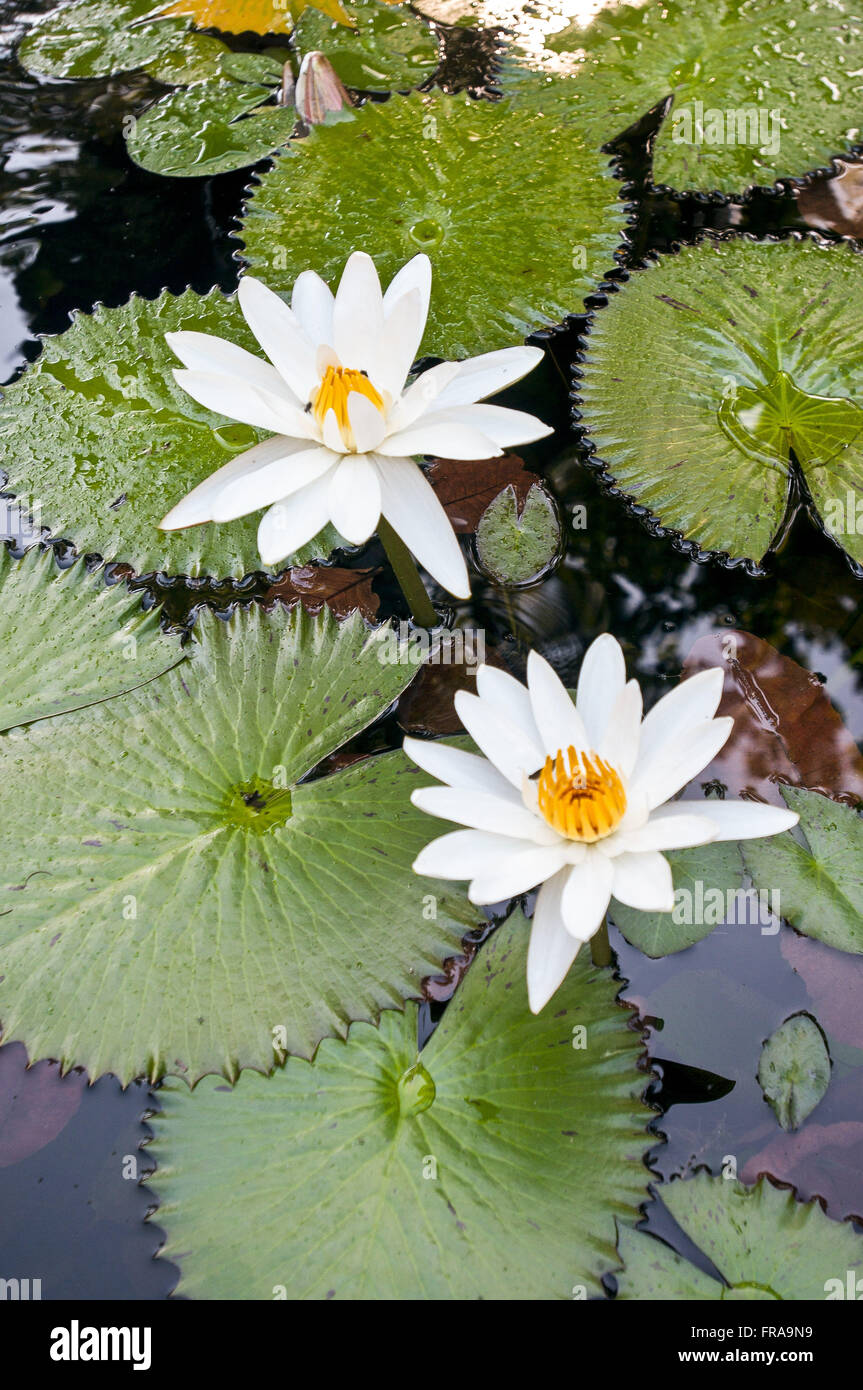 White water lily hi-res stock photography and images - Alamy