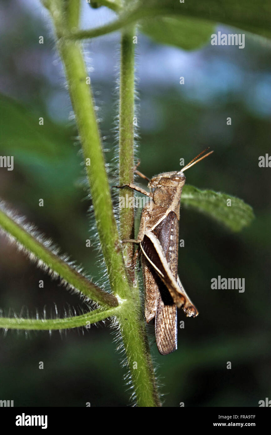 Rufipes High Resolution Stock Photography and Images - Alamy