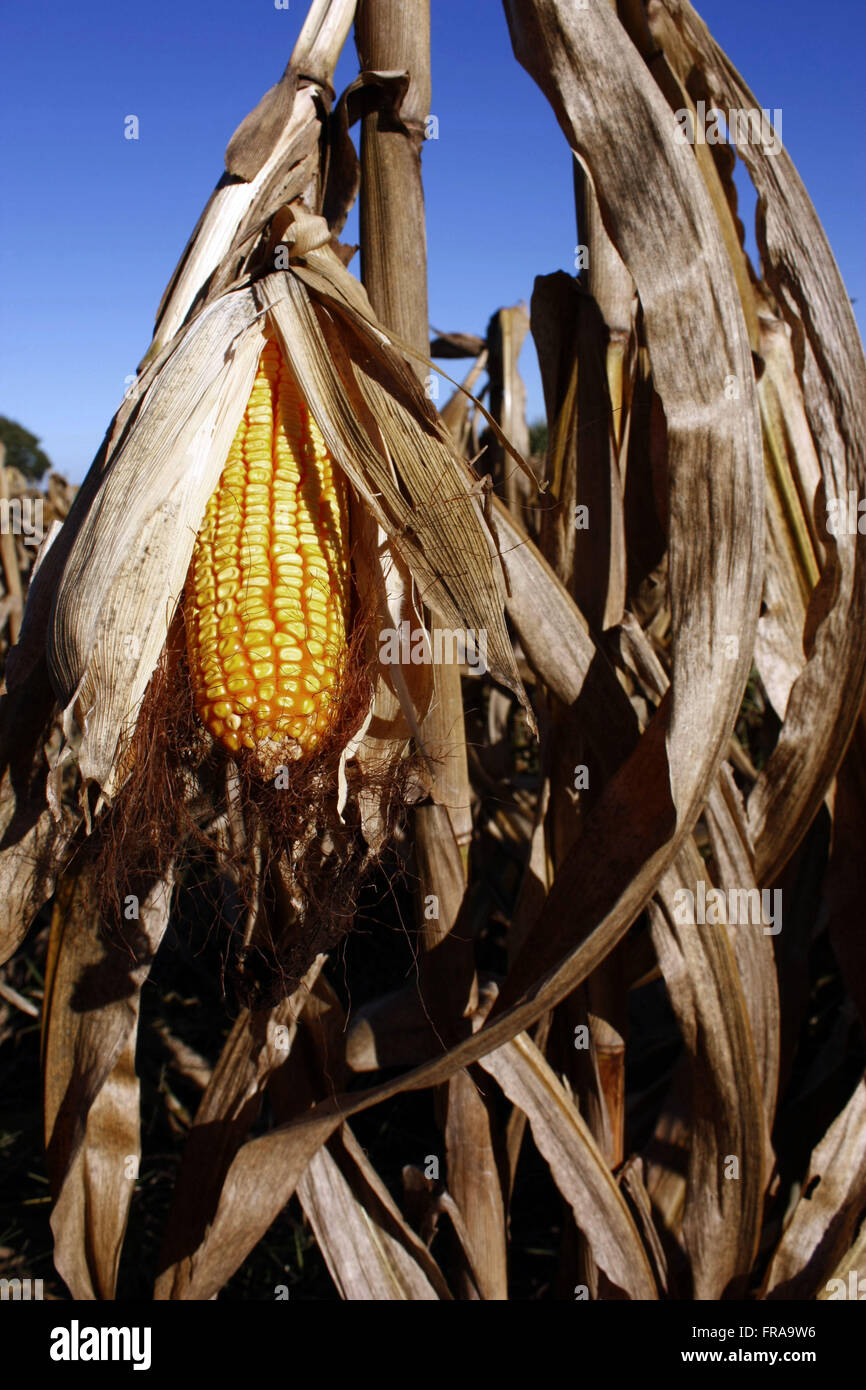 Corn Rijpma Ripe cornfield hi-res stock photography and images - Alamy