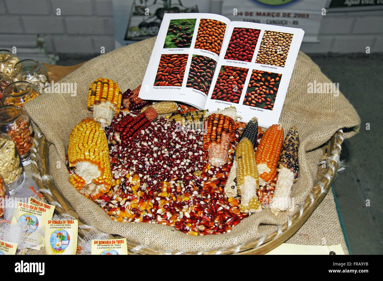 Sampling grain in 7A, Â ª Feira Solidarity Economy of MERCOSUR Stock Photo