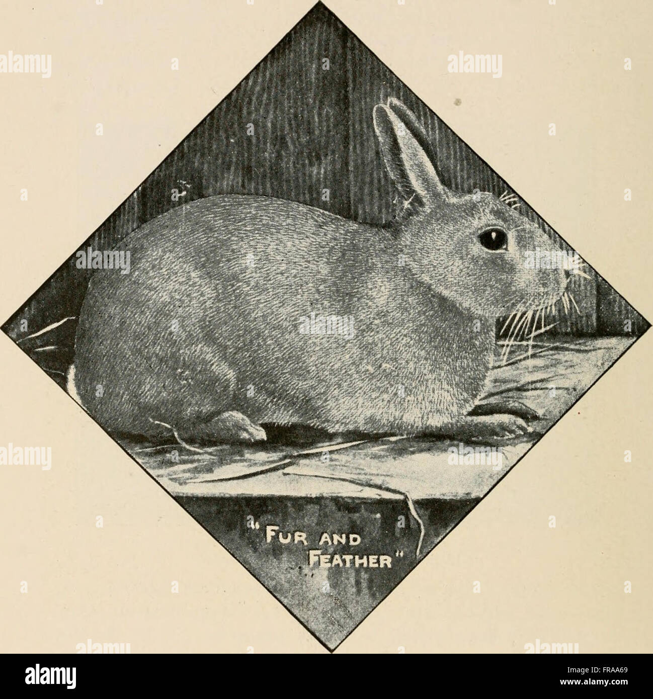 The American pet stock standard of perfection and official guide to the