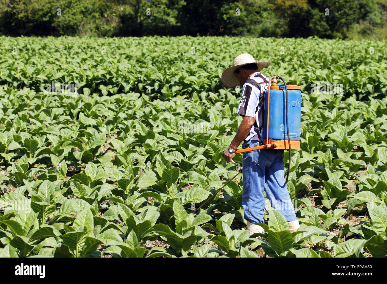 Rural worker applying insecticide on tobacco plantation in the district of  Tres Barras Stock Photo