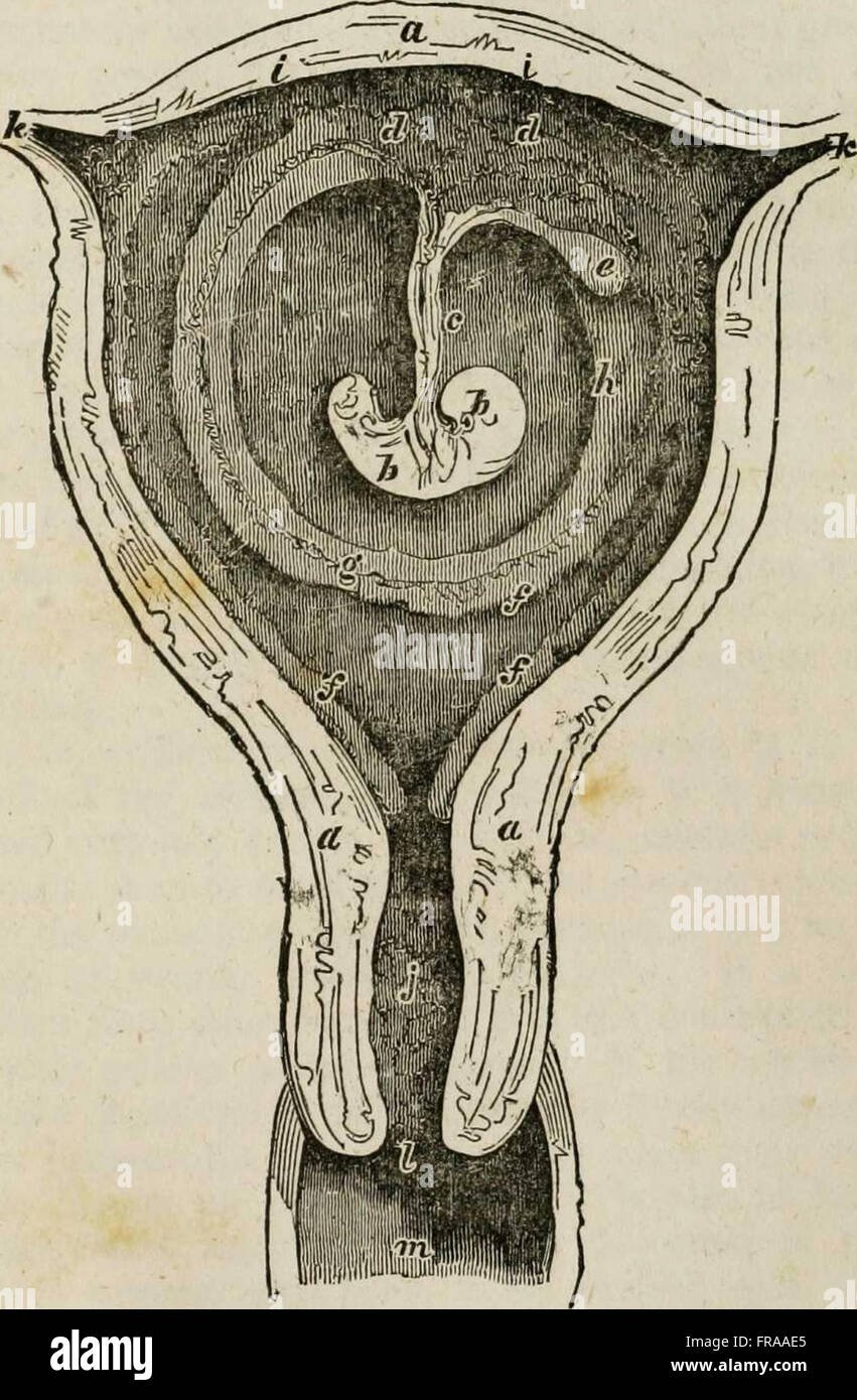 The male generative organs in health and disease, from infancy to old age  [electronic resource]: being a complete practical treatise on the anatomy  and physiology of the male system adapted for every
