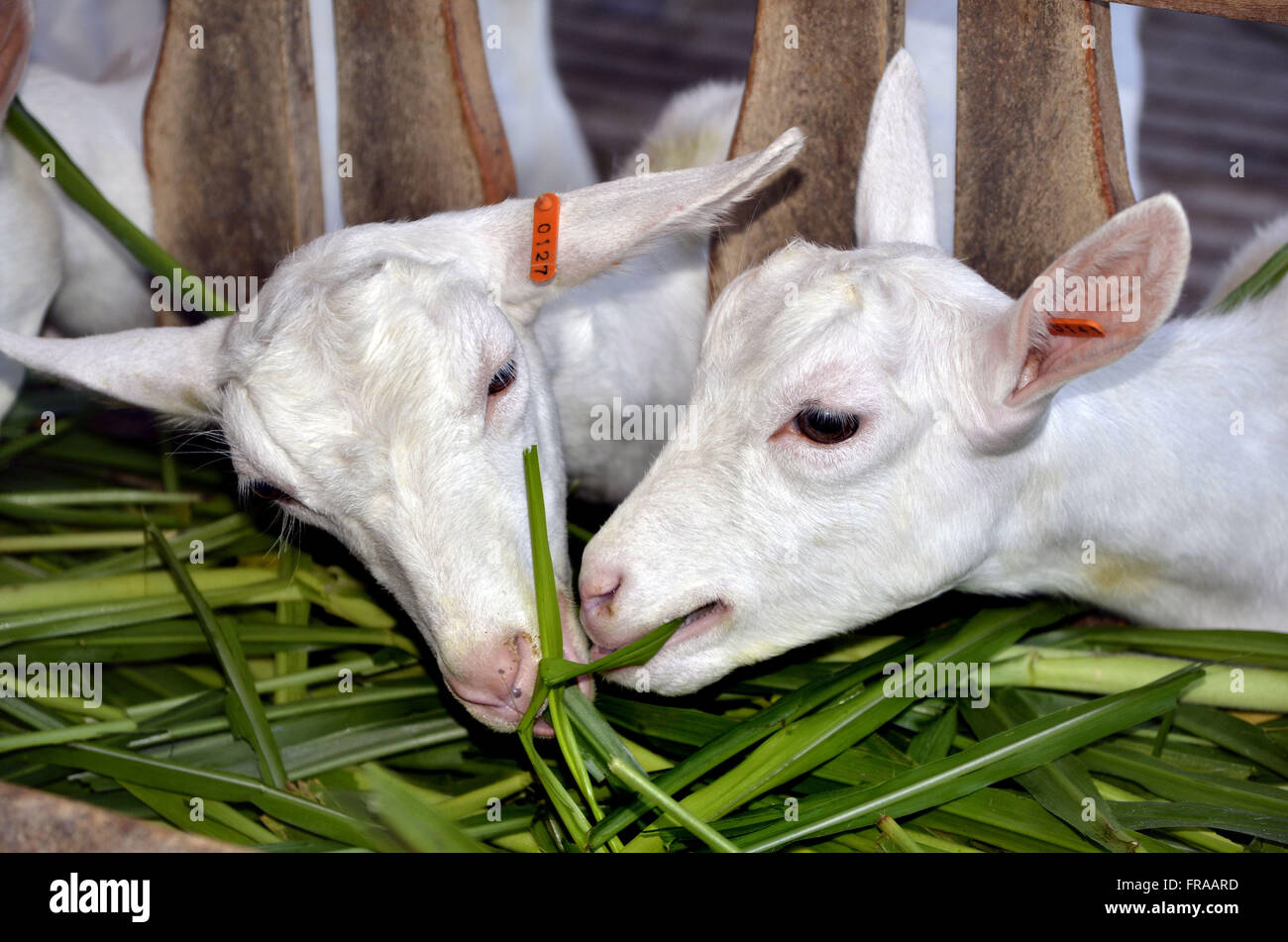 Raising Goats in Serrana Region Fluminense Stock Photo