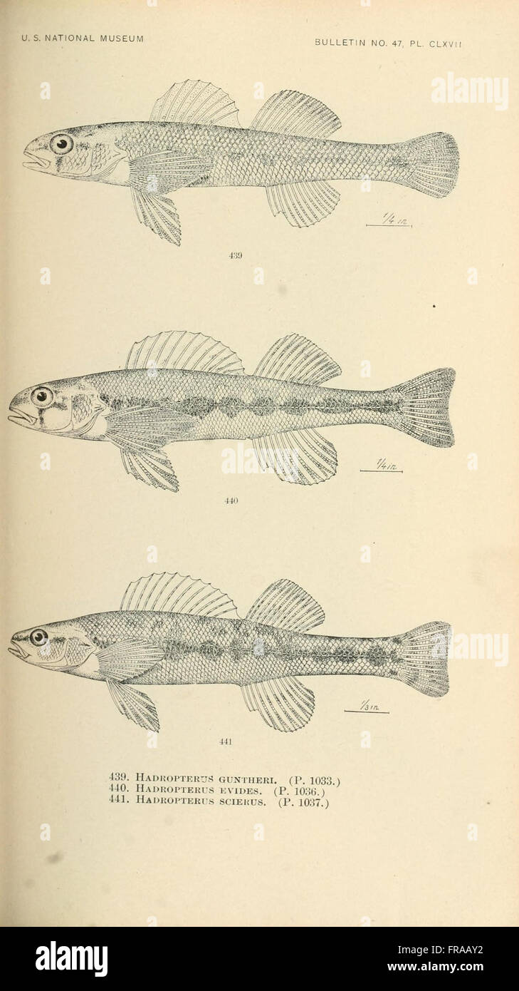 Middle fish displays hi-res stock photography and images - Alamy