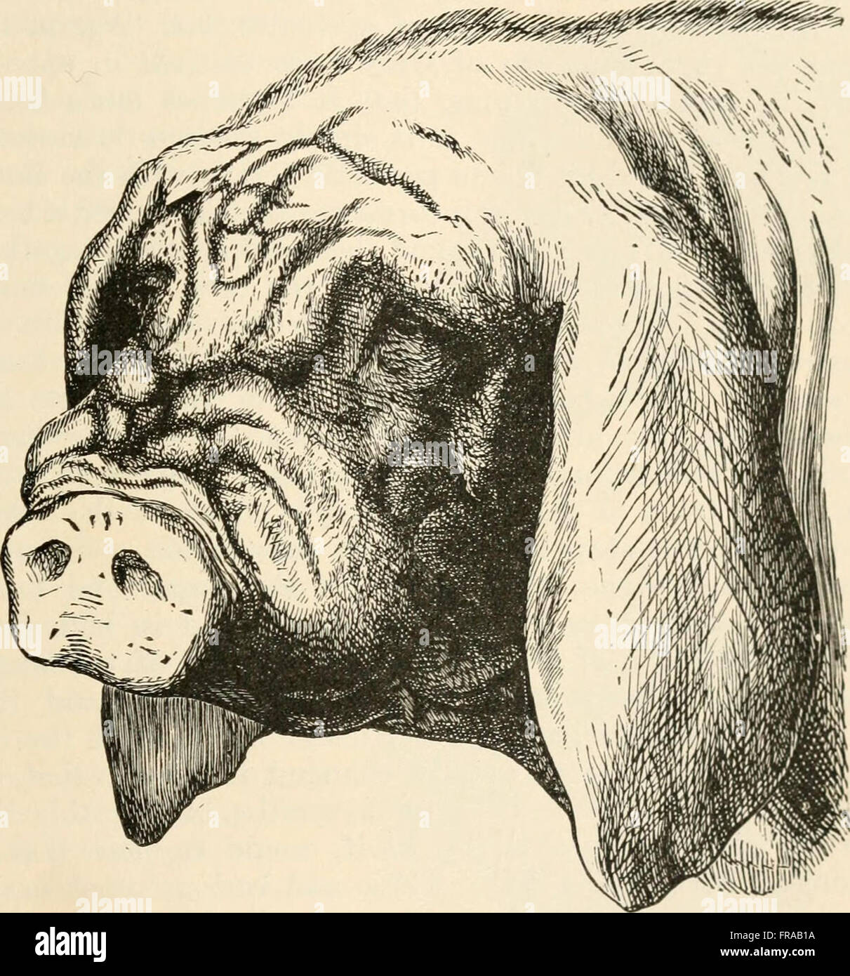 Variation In Animals