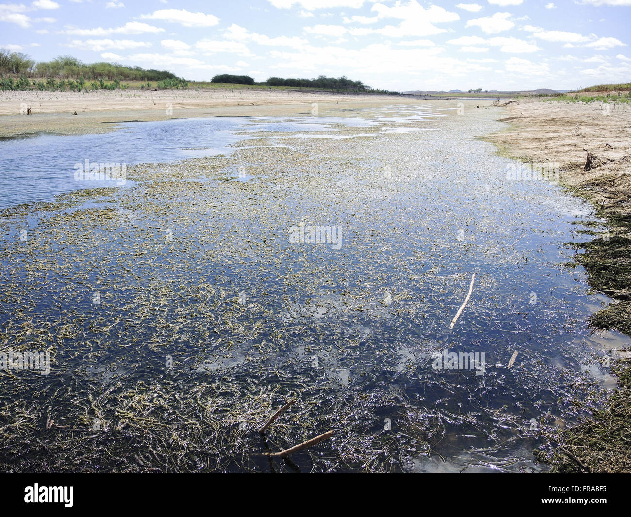 Formation of algae in Acude Cocorobó low level due to drought Stock Photo