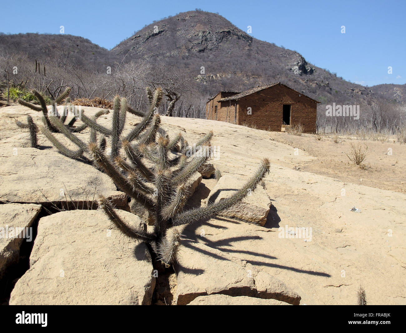 Cacti growing near the house straightforward in arid landscape in the countryside Stock Photo