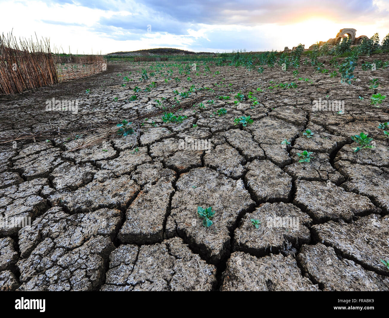 Vegetation growing on dry and cracked land in Acude Cocorobó low level due to drought Stock Photo