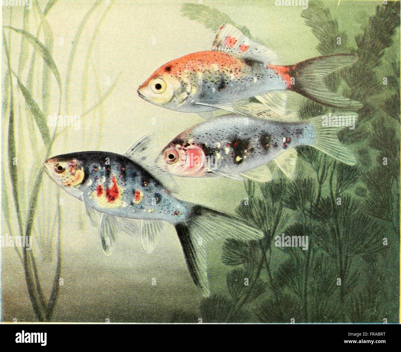 The Complete Aquarium Book The Care And Breeding Of Goldfish And Tropical Fishes 1936 Stock The Complete Aquarium Book The Care And Breeding Of Goldfish And Tropical Fishes 1936 Stock